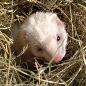 Photo de Furet