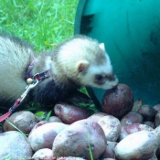 Photo de Furet