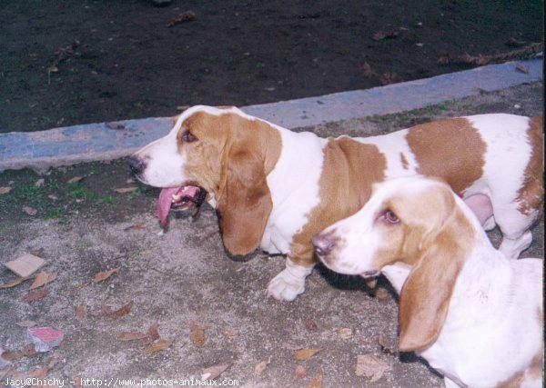 Photo de Basset hound