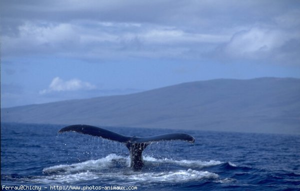 Photo de Baleine