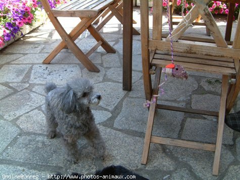 Photo de Caniche moyen