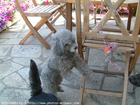 Photo de Caniche moyen