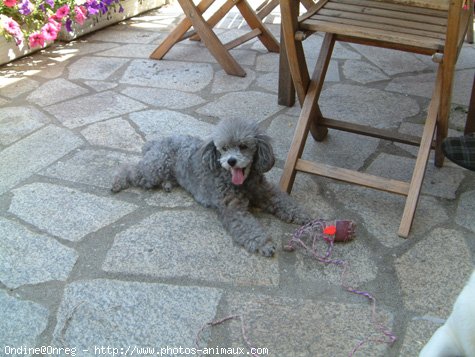 Photo de Caniche moyen