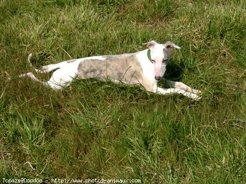 Photo de Whippet