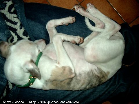 Photo de Whippet