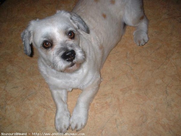 Photo de Lhassa apso