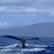 Photo de Baleine