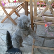 Photo de Caniche moyen