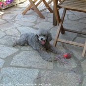 Photo de Caniche moyen