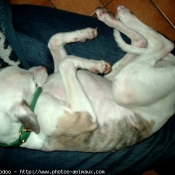 Photo de Whippet