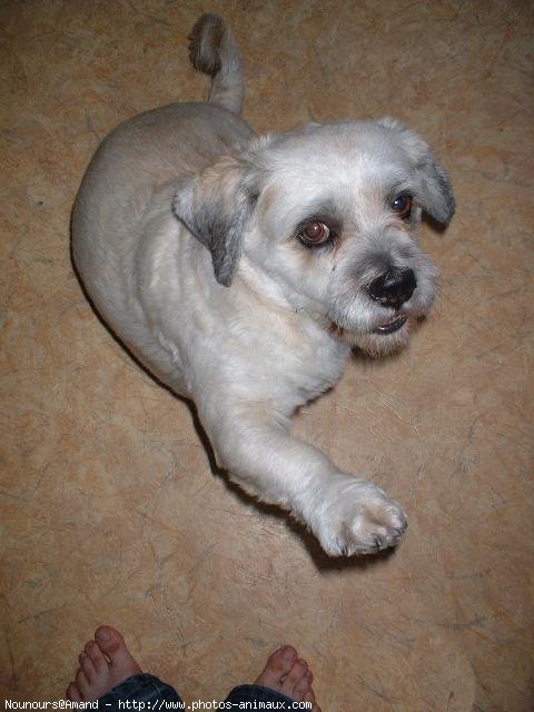 Photo de Lhassa apso