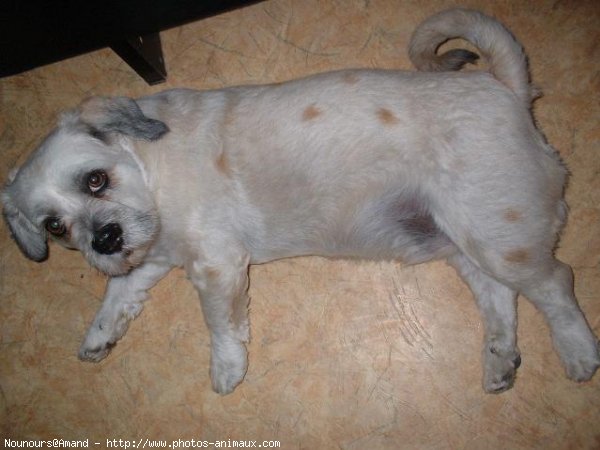 Photo de Lhassa apso