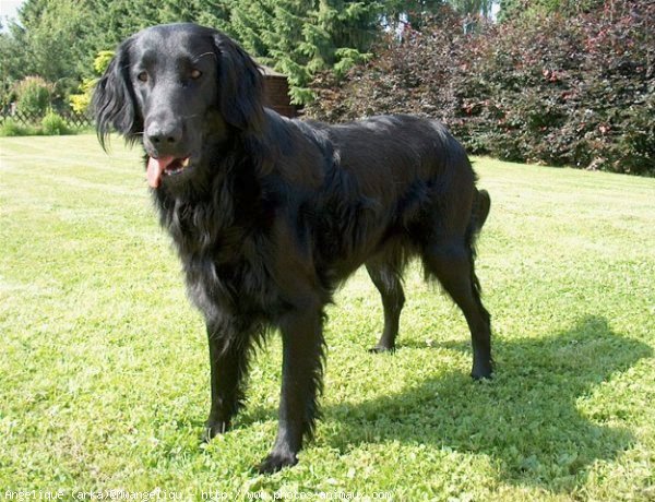 Photo de Retriever  poil plat