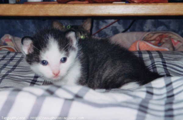 Photo de Chat domestique