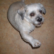 Photo de Lhassa apso