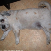 Photo de Lhassa apso