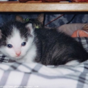 Photo de Chat domestique