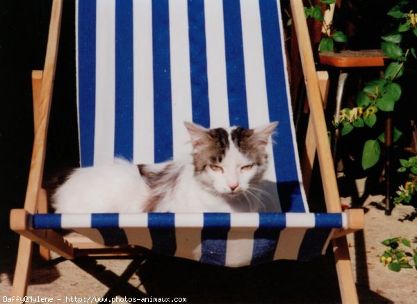 Photo de Chat domestique