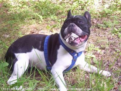 Photo de Bouledogue franais