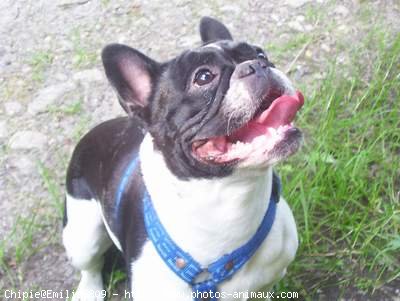 Photo de Bouledogue franais