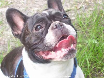 Photo de Bouledogue franais