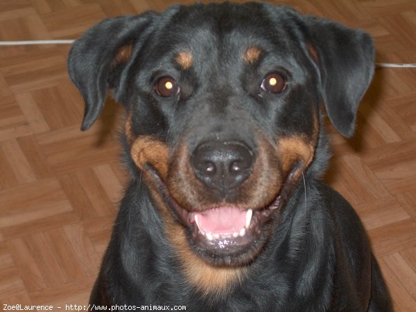 Photo de Rottweiler