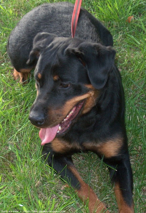 Photo de Rottweiler