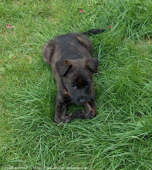 Photo de Berger belge malinois