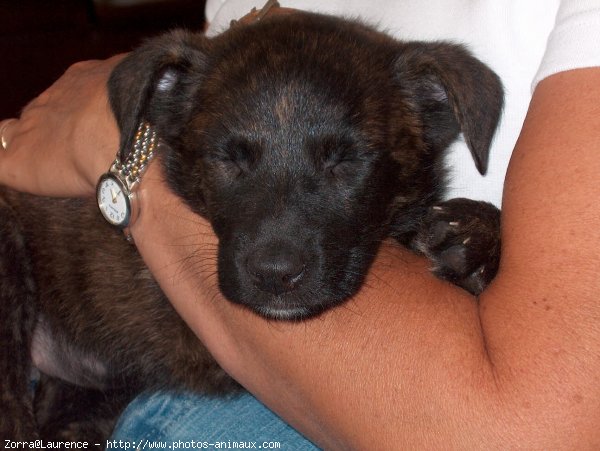 Photo de Berger belge malinois