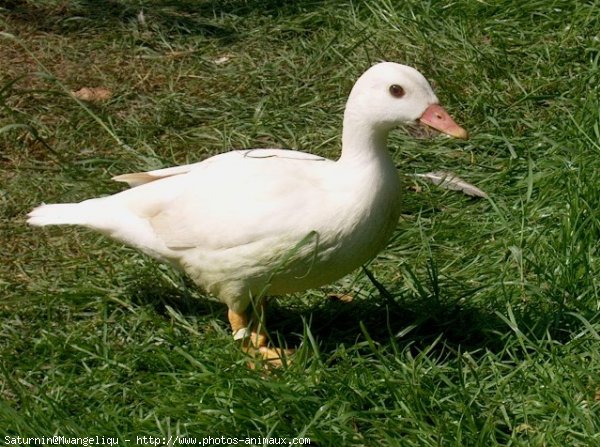 Photo de Canard