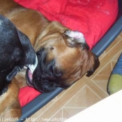 Photo de Boxer