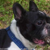 Photo de Bouledogue franais