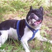 Photo de Bouledogue franais