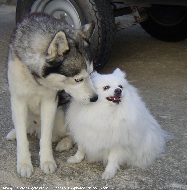 Photo de Husky siberien