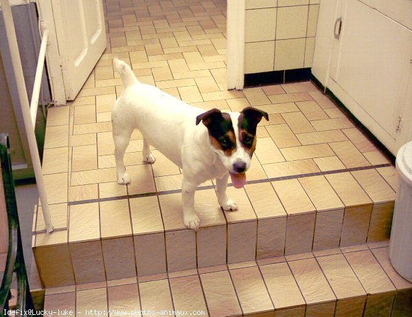 Photo de Jack russell terrier