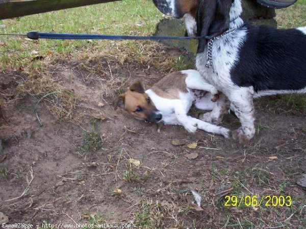 Photo de Jack russell terrier