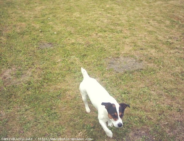 Photo de Jack russell terrier