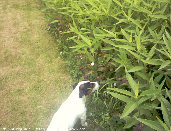 Photo de Jack russell terrier