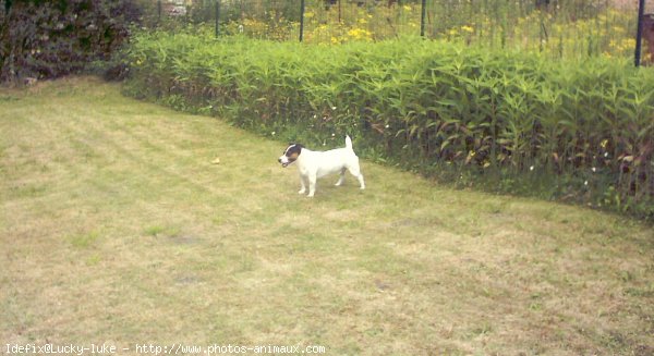 Photo de Jack russell terrier