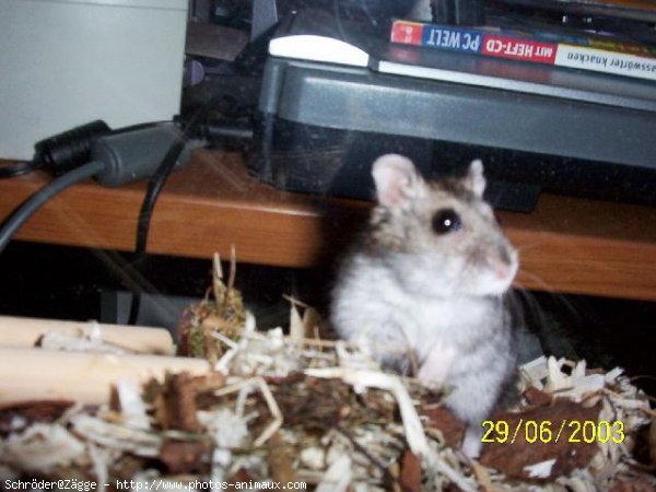 Photo de Hamster