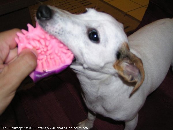 Photo de Jack russell terrier