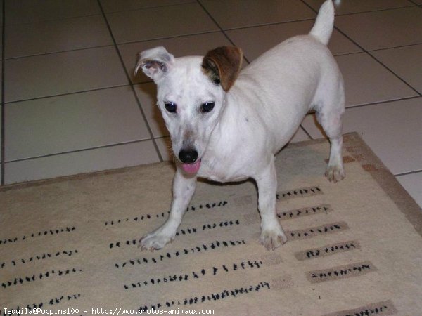 Photo de Jack russell terrier