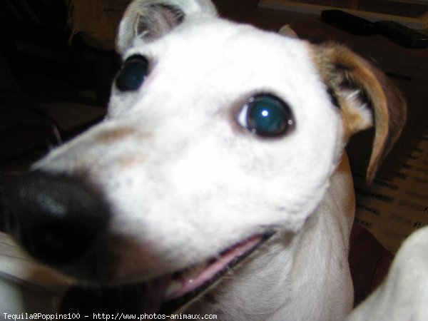 Photo de Jack russell terrier