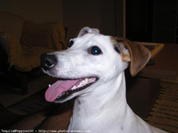 Photo de Jack russell terrier