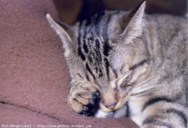 Photo de Chat domestique