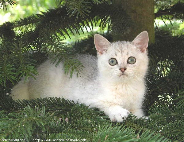 Photo de British shorthair