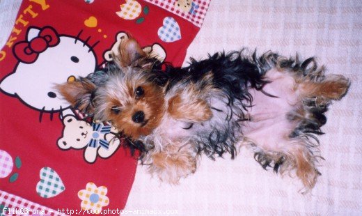 Photo de Yorkshire terrier