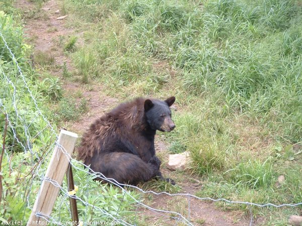 Photo d'Ours