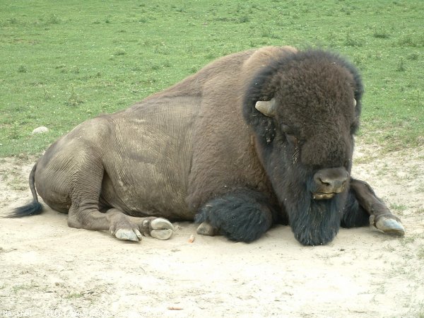 Photo de Bison