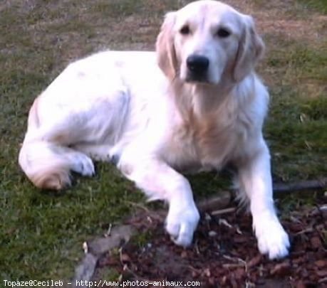 Photo de Golden retriever